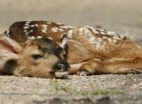 Deer