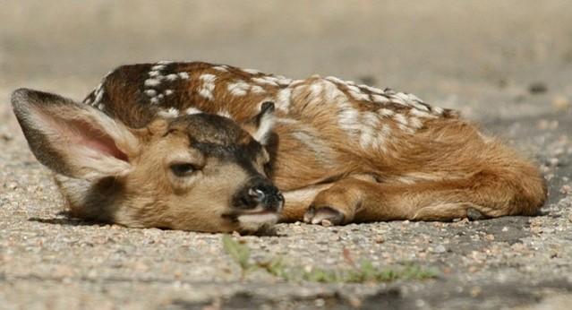 Picture For Representation Deer
