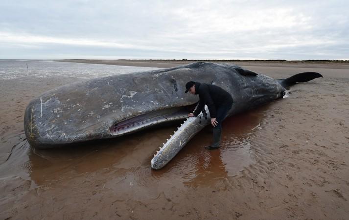 Mysterious sea creature found on Philippines beach, locals call it a bad  omen - IBTimes India