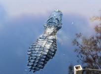 Crocodile