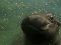 Hippos