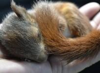 Squirrel
