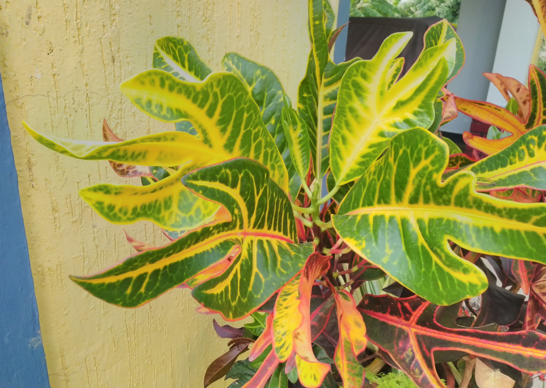 Asus, Zenfone Max Pro M1, review