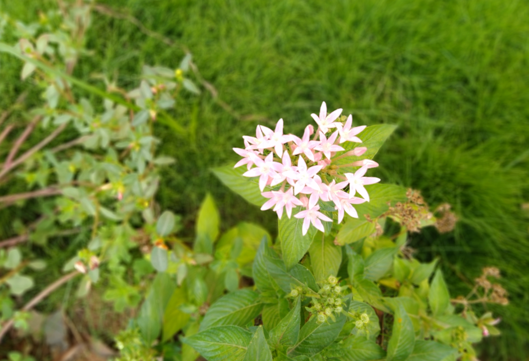 Asus, Zenfone Max Pro M1, review