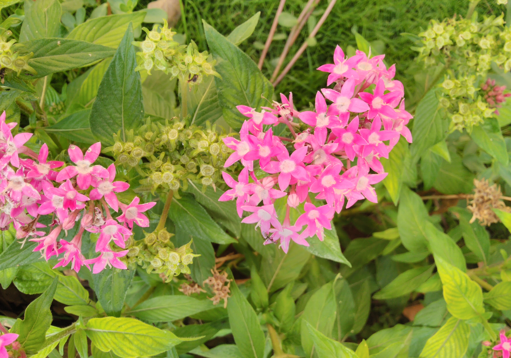 Asus, Zenfone Max Pro M1, review