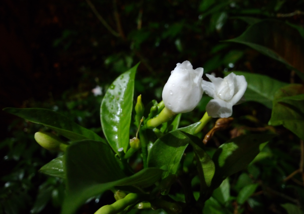 Asus, Zenfone Max Pro M1, review