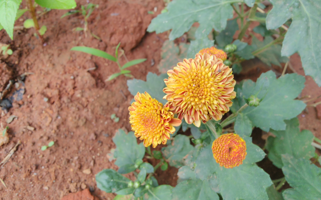 Asus, Zenfone Max Pro M1, review