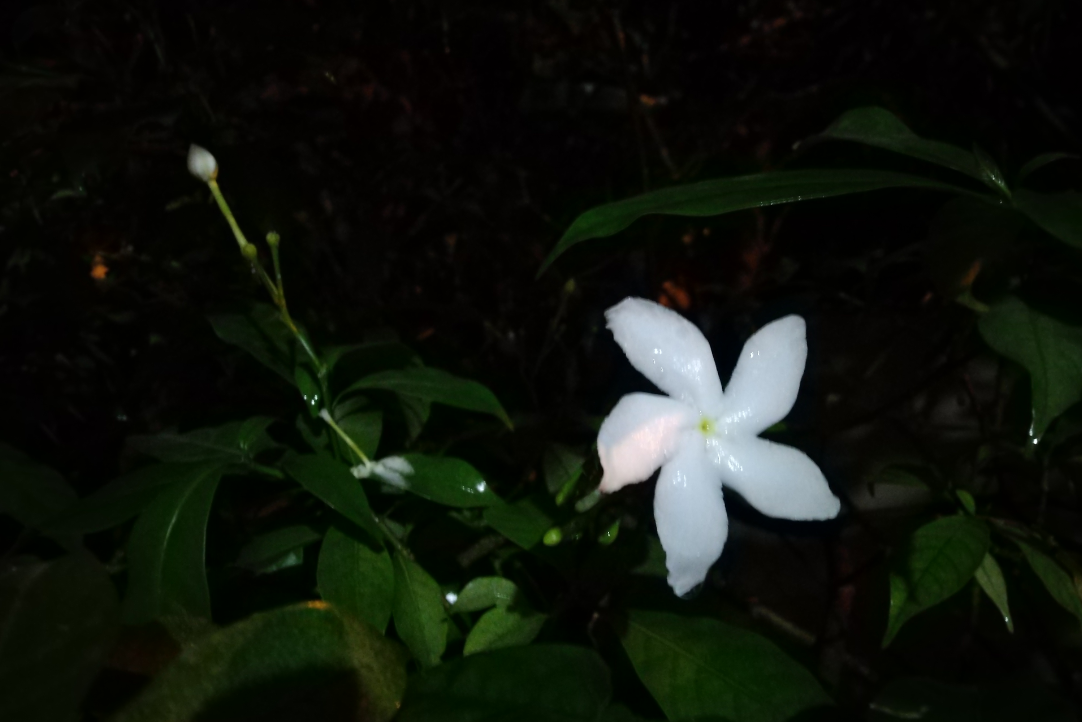 Asus, Zenfone Max Pro M1, review