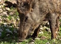 Ohio man calls 911 to report that a pig was following him