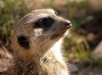 meerkat