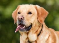 Labrador adopted nine orphaned ducklings