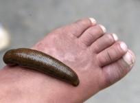 Worm