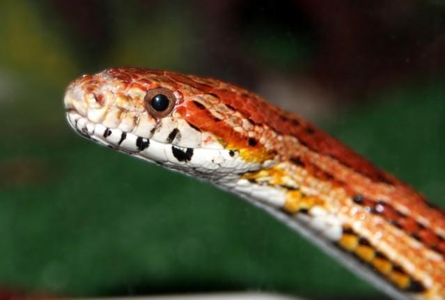 Picture For Representation Snake