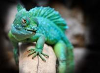 Lizard