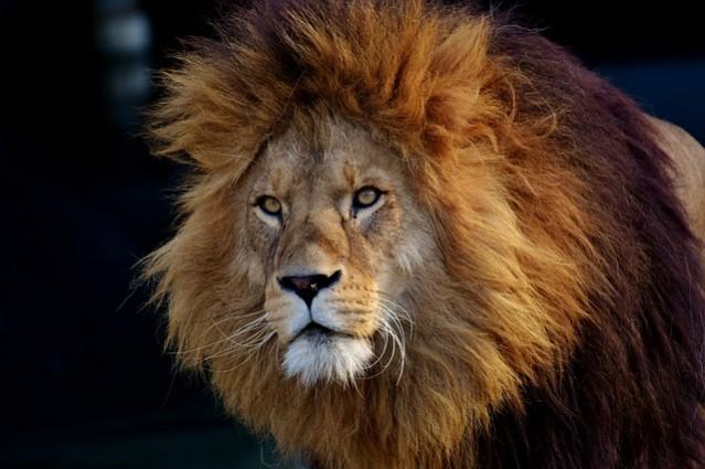 Picture For Representation Lion
