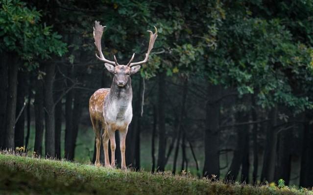 Picture for Representation Deer