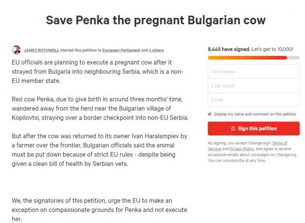 A change.org petition has been started to call on the death sentence of the pregnant cow A change.org petition