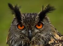 Eagle-owls