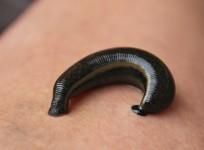 Leech
