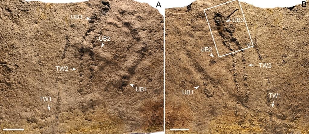 Trackways and burrows excavated in situ from the Ediacaran Dengying Formation Oldest footprint ever discovered