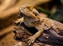 Bearded dragon
