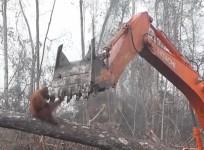 Orangutan Attacks Digger Destroying Its Home