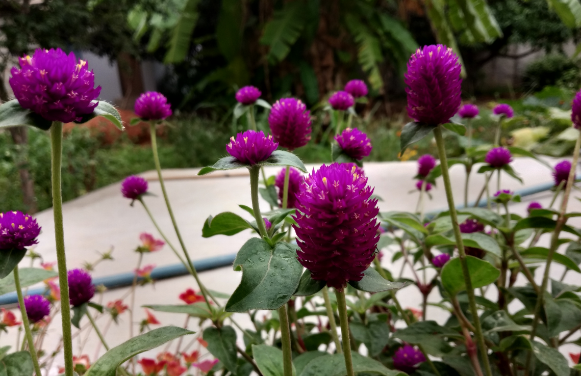 Xiaomi, Redmi Y2, India, release, price, specs