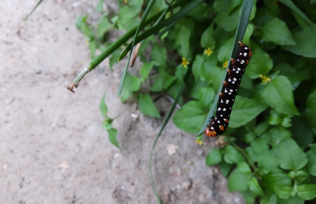 Xiaomi, Redmi Y2, India, release, price, specs