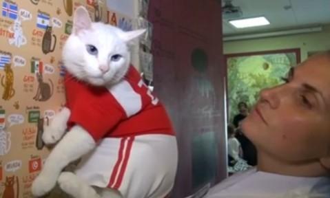 Screen grab of Achilles, the psychotic deaf cat whose predictions will bring back to memory the days of Paul, the Octopus during the 2010 World Cup. Achilles