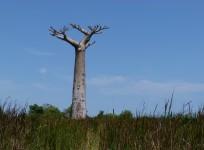 baobab tree