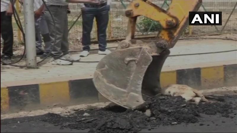 The dog was buries alive. Road built on dog