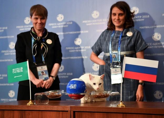 Achilles the cat, one of the State Hermitage Museum mice hunters, attempts to predict the result of the opening match of the 2018 FIFA World Cup between Russia and Saudi Arabia during an event in Saint Petersburg, Russia June 13, 2018. Psychic cat Achilles