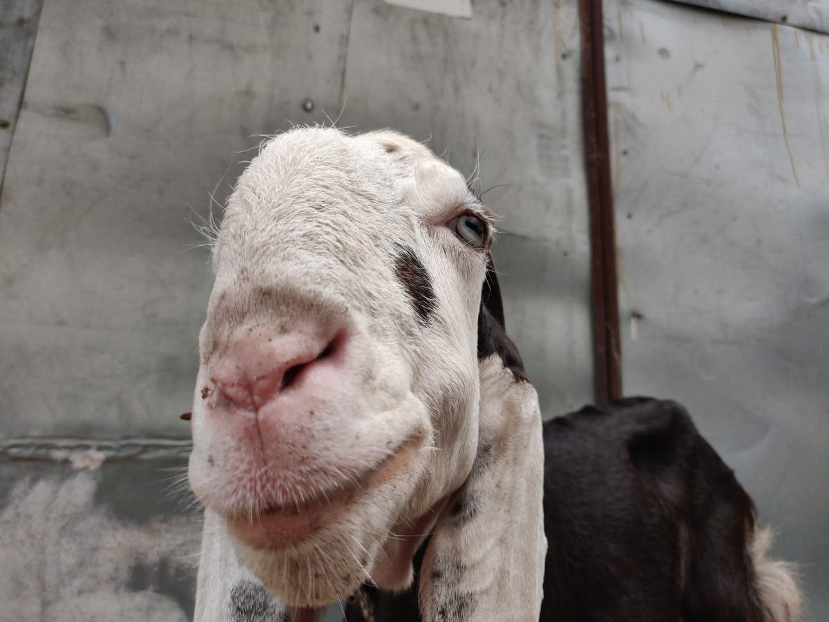 OnePlus 6 camera samples