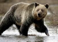 bear