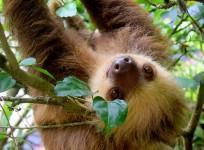 Sloth