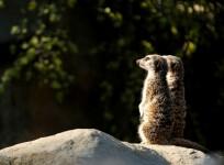 meerkats