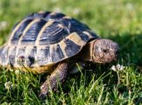 Turtle