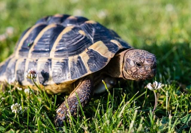 Turtle Turtle