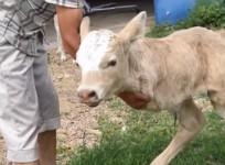 Mutant Calf