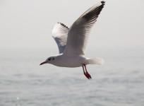 Over a dozen seagull babies were found dead and injured on a sidewalk in South Loop.