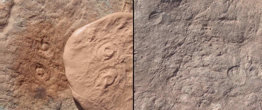 Two new Ediacaran-era fossils discovered by UCR researchers: Obamus coronatus (left) and Attenborites janeae Fossil
