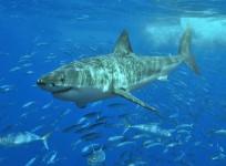 Shark