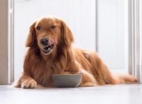 Dogs can read your face!