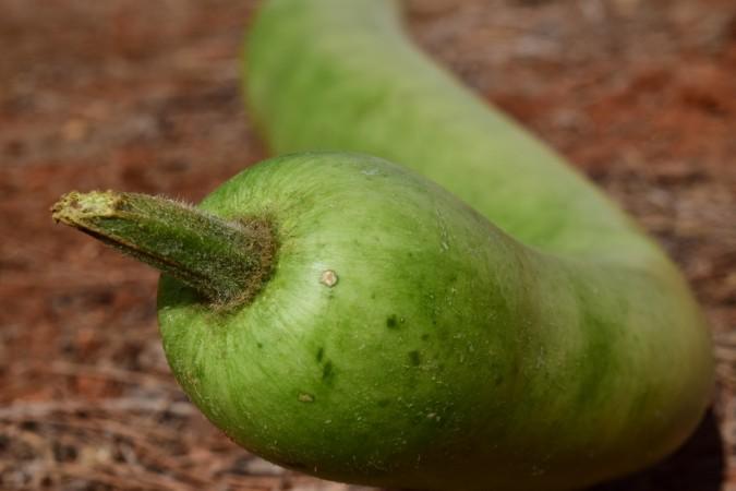 Bottle gourd juice proved fatal for a fitness enthusiast in Pune. Bottle gourd