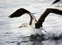 black-browed albatross