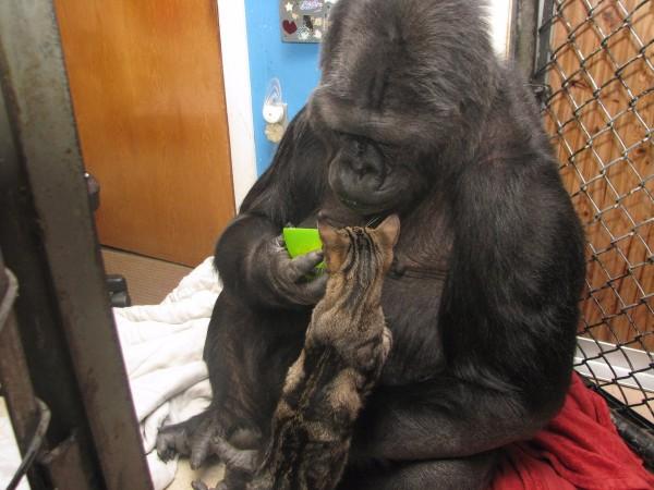 Koko the Gorilla Koko the Gorilla