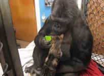 Koko the Gorilla