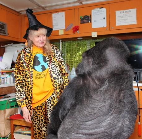 Koko the Gorilla Koko the Gorilla
