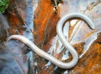 Worm