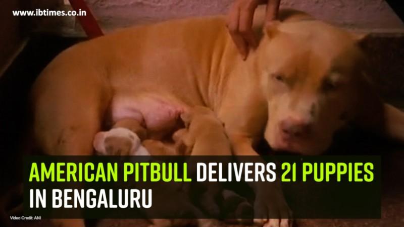 American pitbull delivers 21 puppies in Bengaluru
